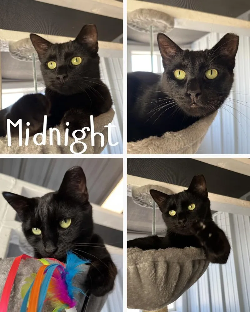 An adult medium-sized female Domestic Short Hair cat named Midnight for adoption in Pierceton, IN
