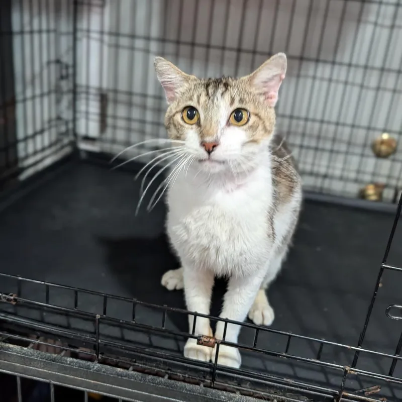 An adult medium-sized male Tabby (Buff / Tan / Fawn) Domestic Short Hair cat named Erawan for adoption in Cape Girardeau, MO