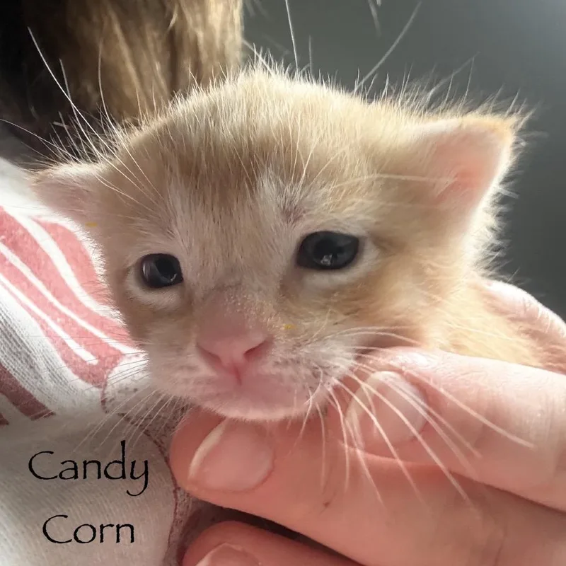 Candy Corn thumbnail 2