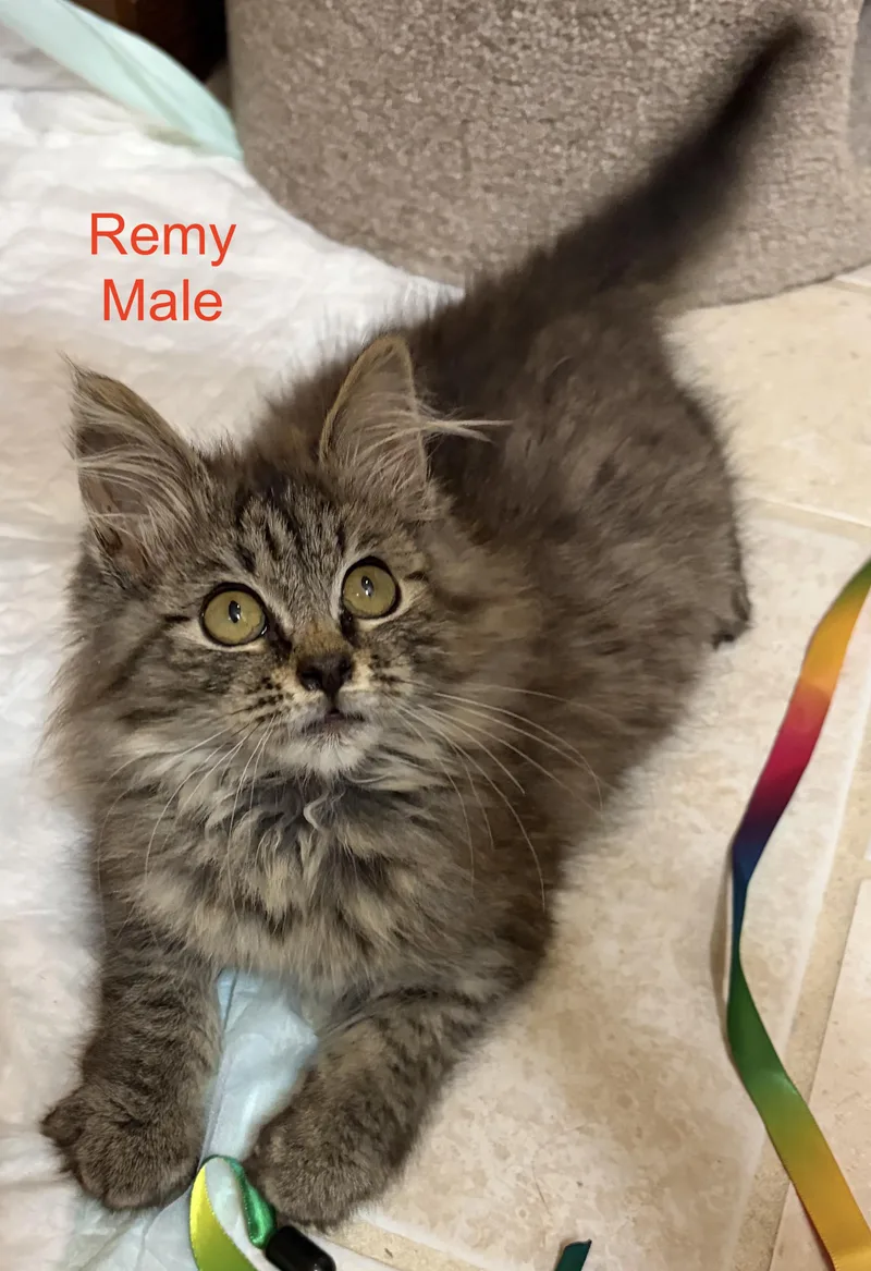 Remy