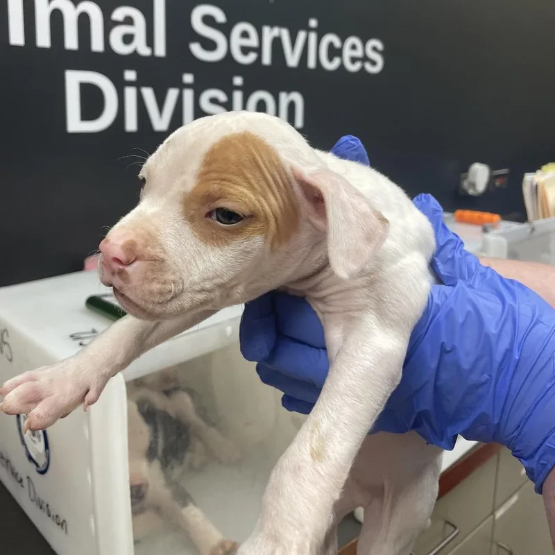 A baby medium-sized male White / Cream Mixed Breed dog named Peach Ring for adoption in Columbus, GA
