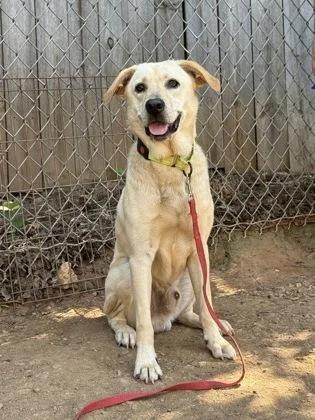 A young medium-sized male Labrador Retriever dog named Snow for adoption in Seneca, SC