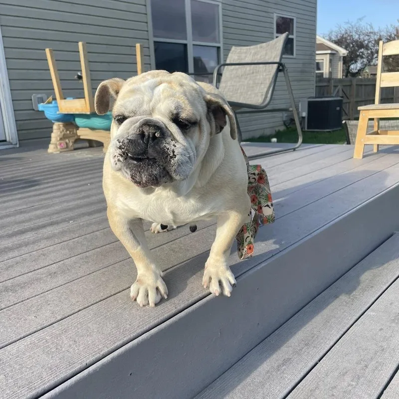 An adult medium-sized female Yellow / Tan / Blond / Fawn English Bulldog dog named Iris for adoption in Huber Heights, OH