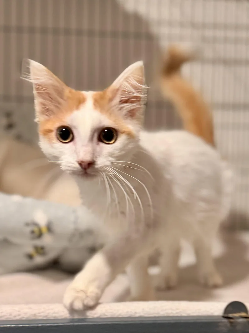 Duncan