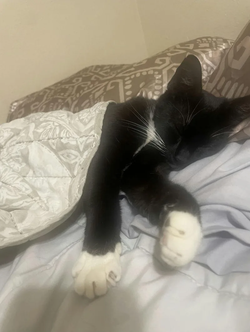 A young medium-sized female Black & White / Tuxedo Domestic Short Hair cat named Mittens for adoption in Houston, TX