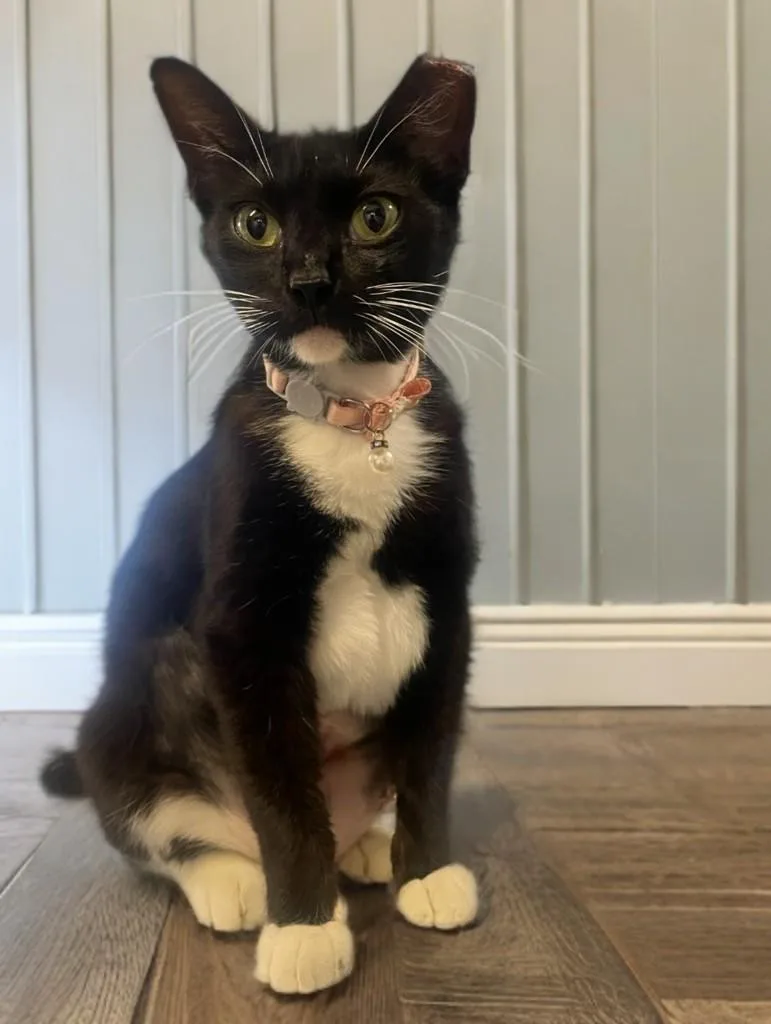 Mittens thumbnail 5