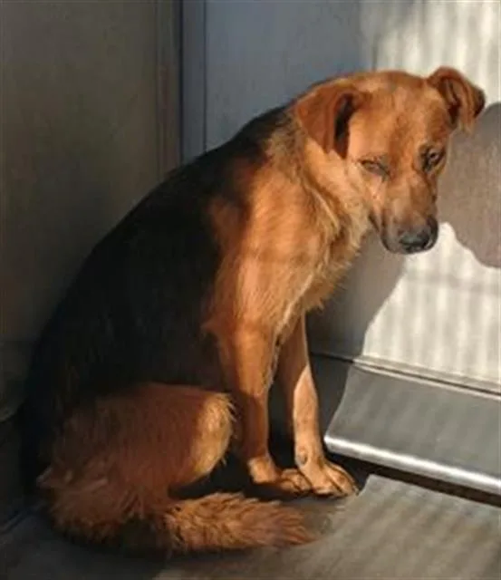 A young medium-sized female German Shepherd Dog dog named Jada for adoption in Camarillo, CA