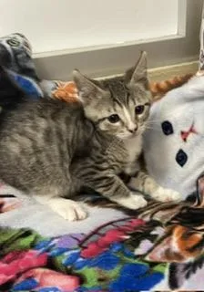 A baby small-sized female White Tabby cat named Bernice for adoption in Parlier, CA