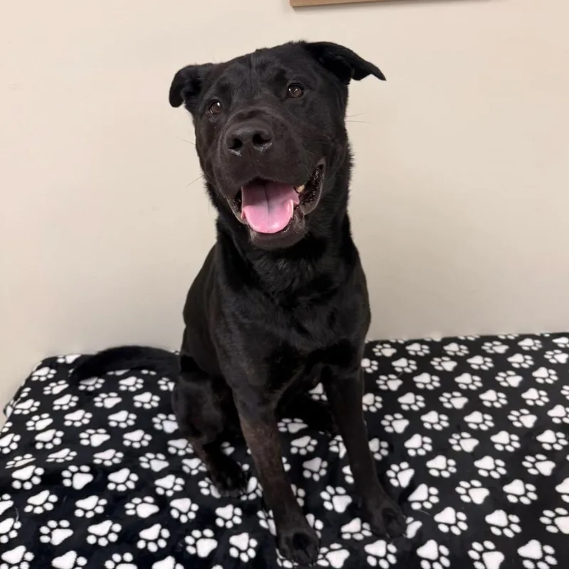 An adult medium-sized male Black Labrador Retriever dog named Trooper for adoption in Greensburg, PA