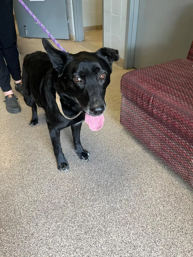 An adult medium-sized female Shepherd dog named Pepper for adoption in Troy, OH