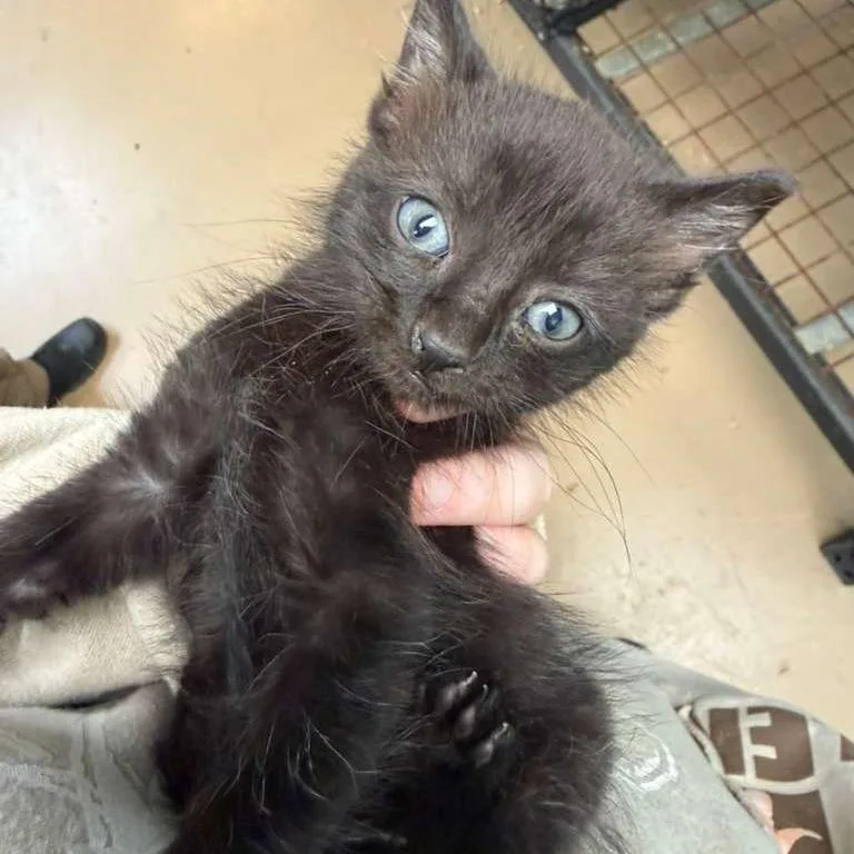 A baby small-sized male Black Domestic Medium Hair cat named Tar for adoption in Gadsden, AL