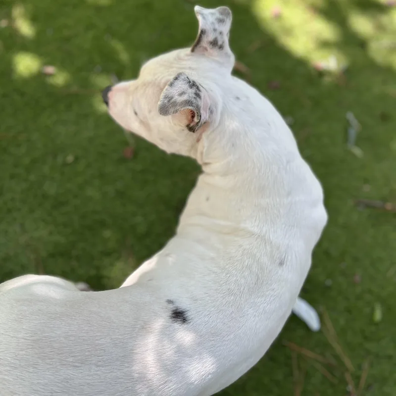 An adult medium-sized male Pit Bull Terrier dog named Freckles for adoption in Magnolia, TX