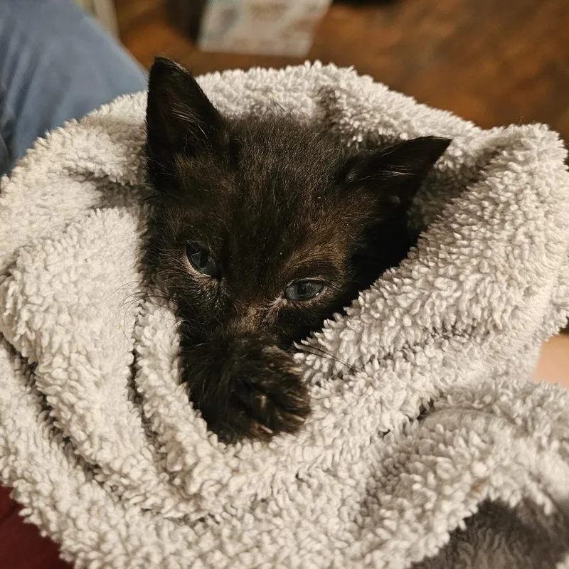 A baby small-sized male Black Domestic Short Hair cat named Apollo for adoption in Little Rock, AR