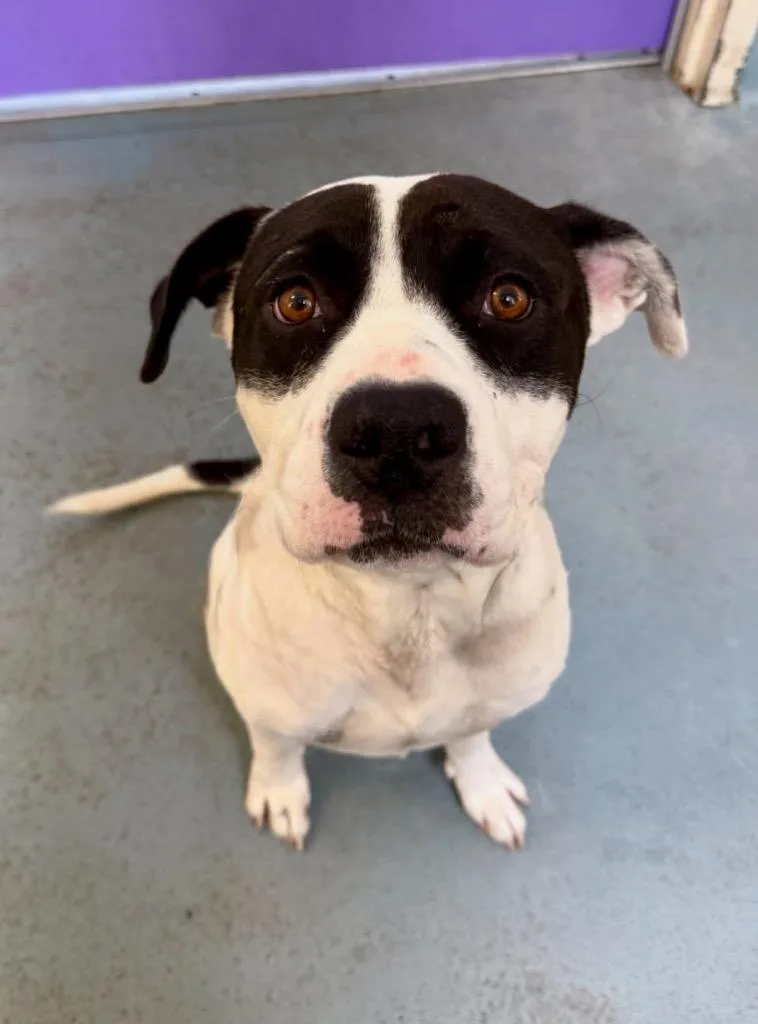 An adult large-sized male White / Cream Pit Bull Terrier dog named Pongo for adoption in Austin, TX