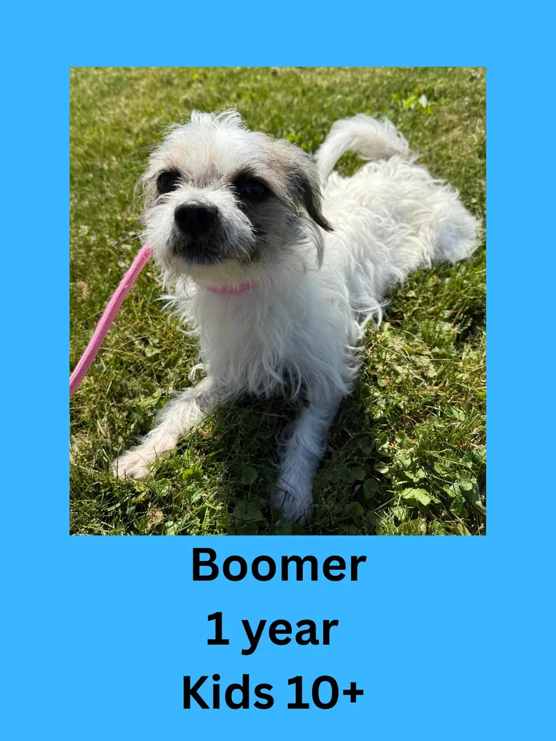 Boomer