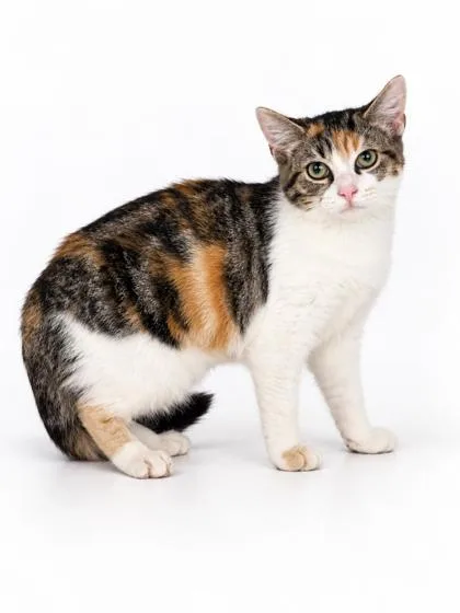 A baby small-sized female Domestic Short Hair cat named Bonnie for adoption in Bowling Green, KY