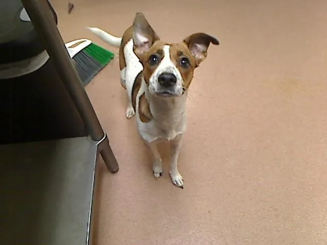 A young medium-sized female Parson Russell Terrier dog named Gracie for adoption in Cookeville, TN