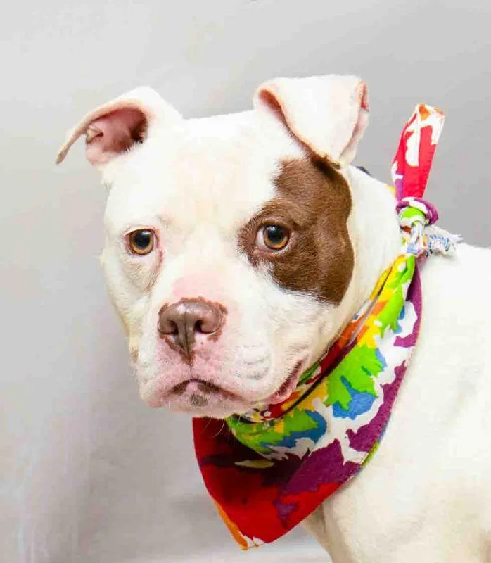 An adult medium-sized male White / Cream Terrier dog named Ice for adoption in Sanford, FL