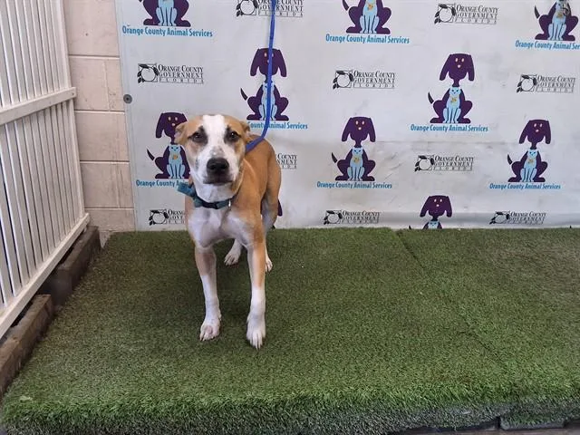 A young medium-sized male Pit Bull Terrier dog named Jack for adoption in Orlando, FL