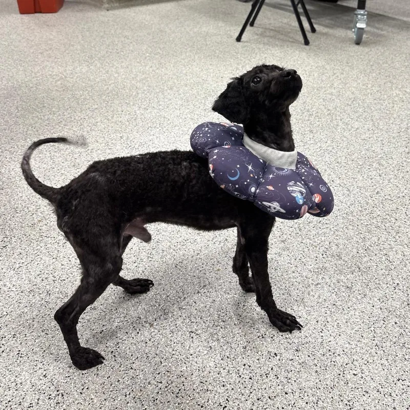 An adult small-sized male Black Poodle (Toy) dog named Spring for adoption in Oak Park, IL