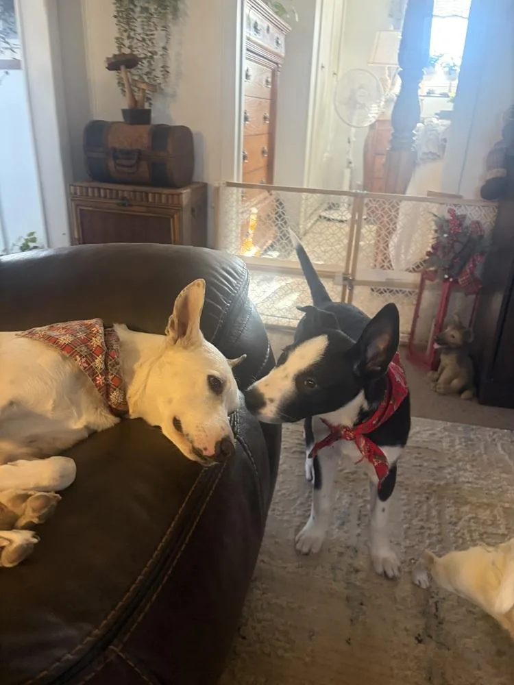 Otis Redding thumbnail 3