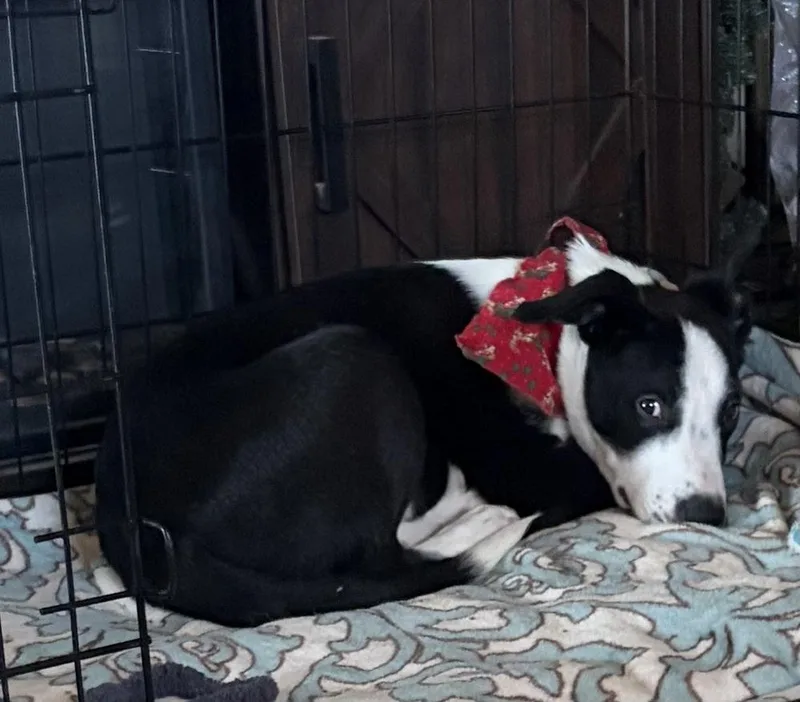 Otis Redding thumbnail 4