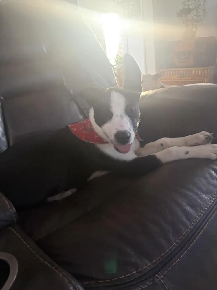 Otis Redding thumbnail 5