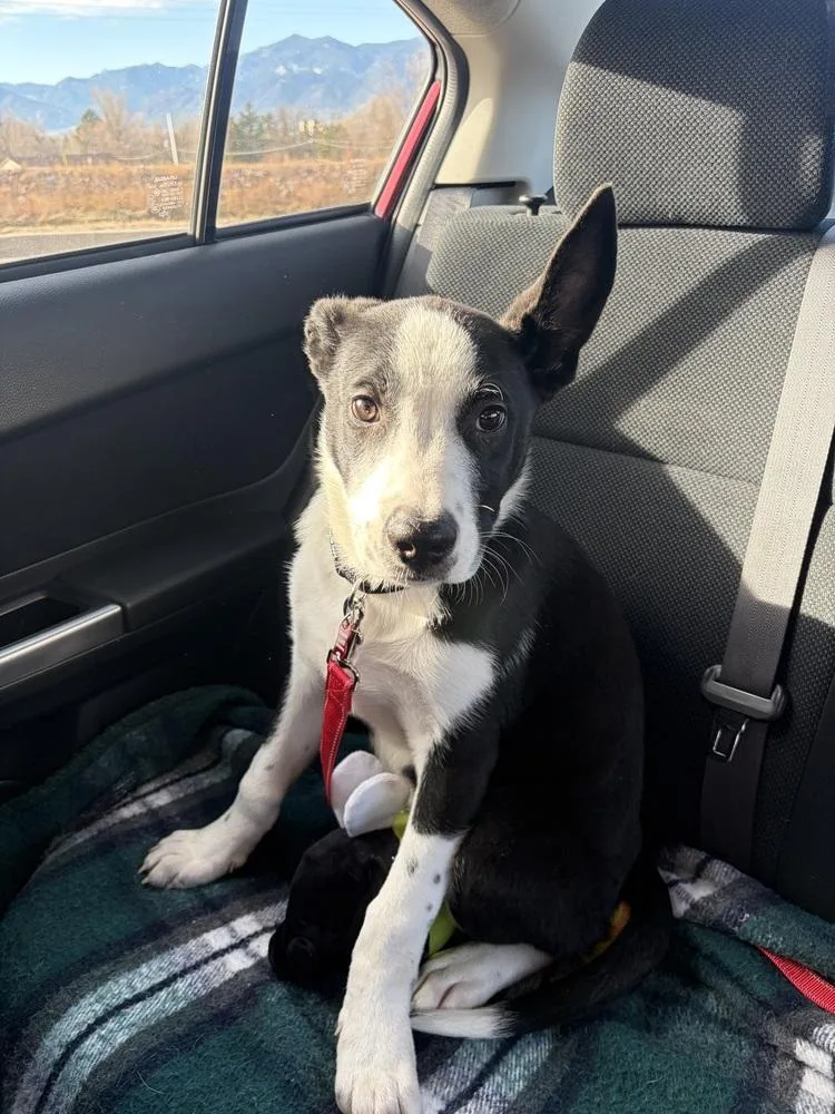 Otis Redding thumbnail 6