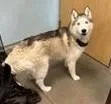 An adult medium-sized female Gray / Blue / Silver Siberian Husky dog named Pandora for adoption in Denton, TX
