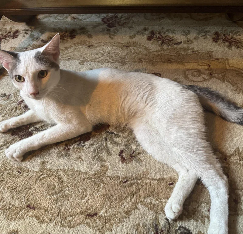 An adult medium-sized male Gray & White Domestic Short Hair cat named Erling Haaland for adoption in Brooklyn, NY