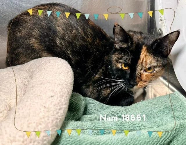 A young medium-sized female Tortoiseshell Domestic Short Hair cat named Nani for adoption in Marietta, GA