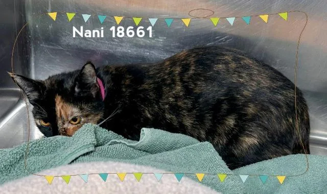Nani thumbnail 3