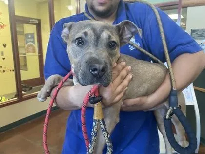 An adult medium-sized male Mixed Breed dog named Jeremy for adoption in Independence, MO