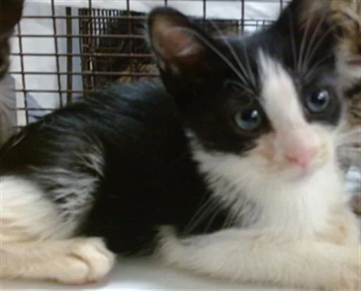 A baby small-sized male Domestic Short Hair cat named Tofi for adoption in Miami, FL