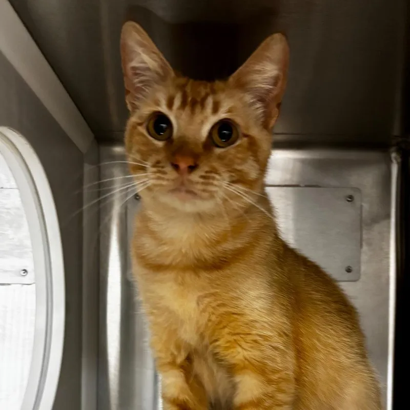An adult medium-sized female Orange / Red American Shorthair cat named Clementine for adoption in Corpus Christi, TX