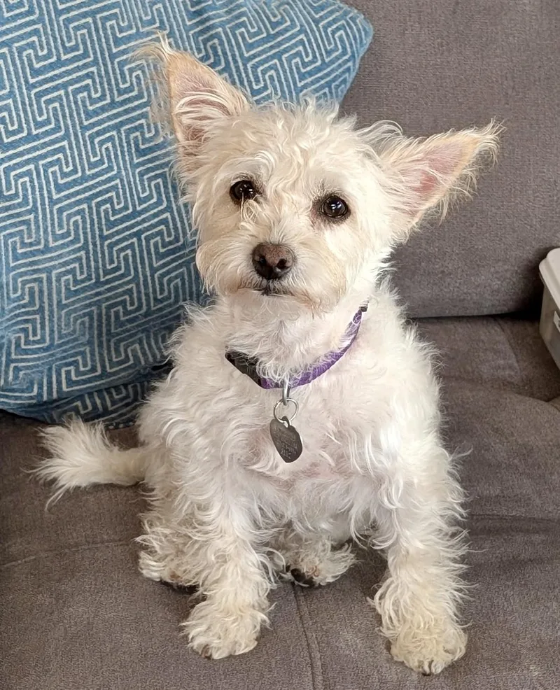 Maggie thumbnail 3
