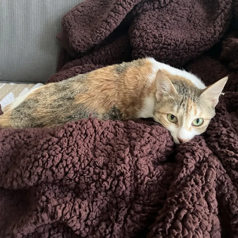 Weaselby thumbnail 2