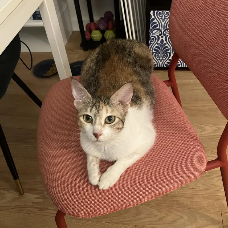 Weaselby thumbnail 3