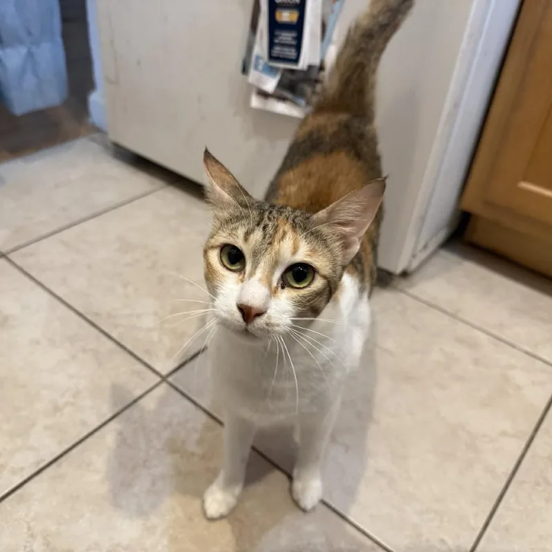 Weaselby thumbnail 4