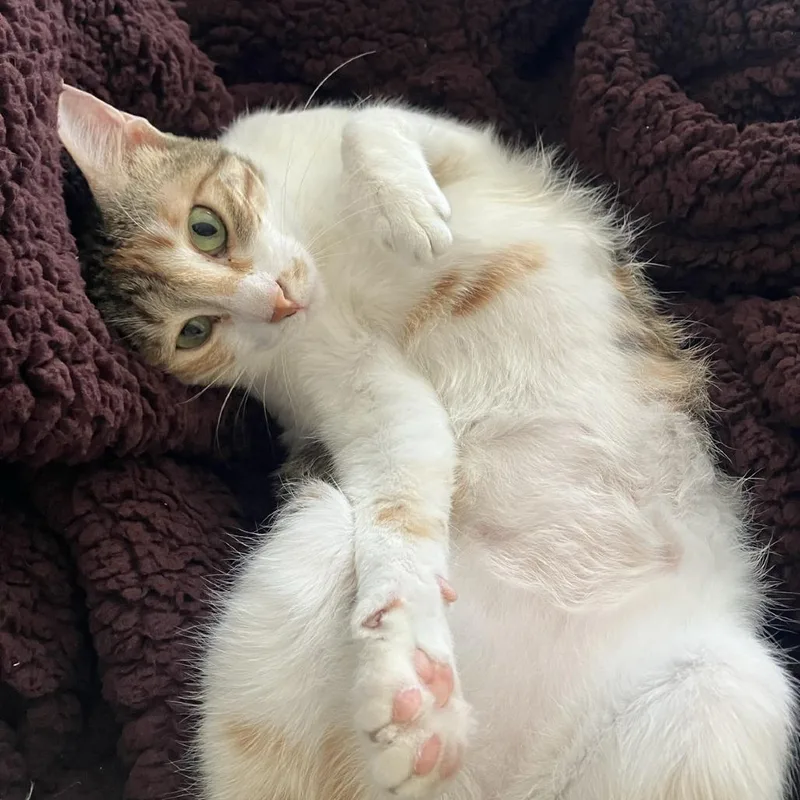 Weaselby thumbnail 5