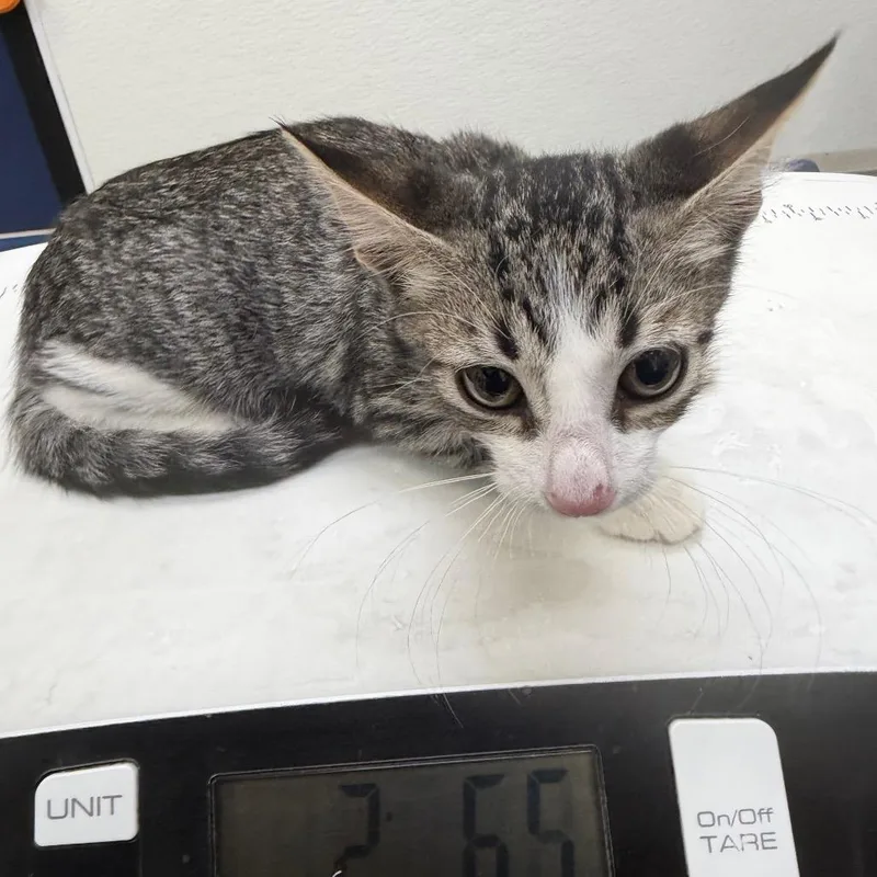 A baby small-sized male Brown / Chocolate Domestic Short Hair cat named Cane for adoption in Galveston, TX
