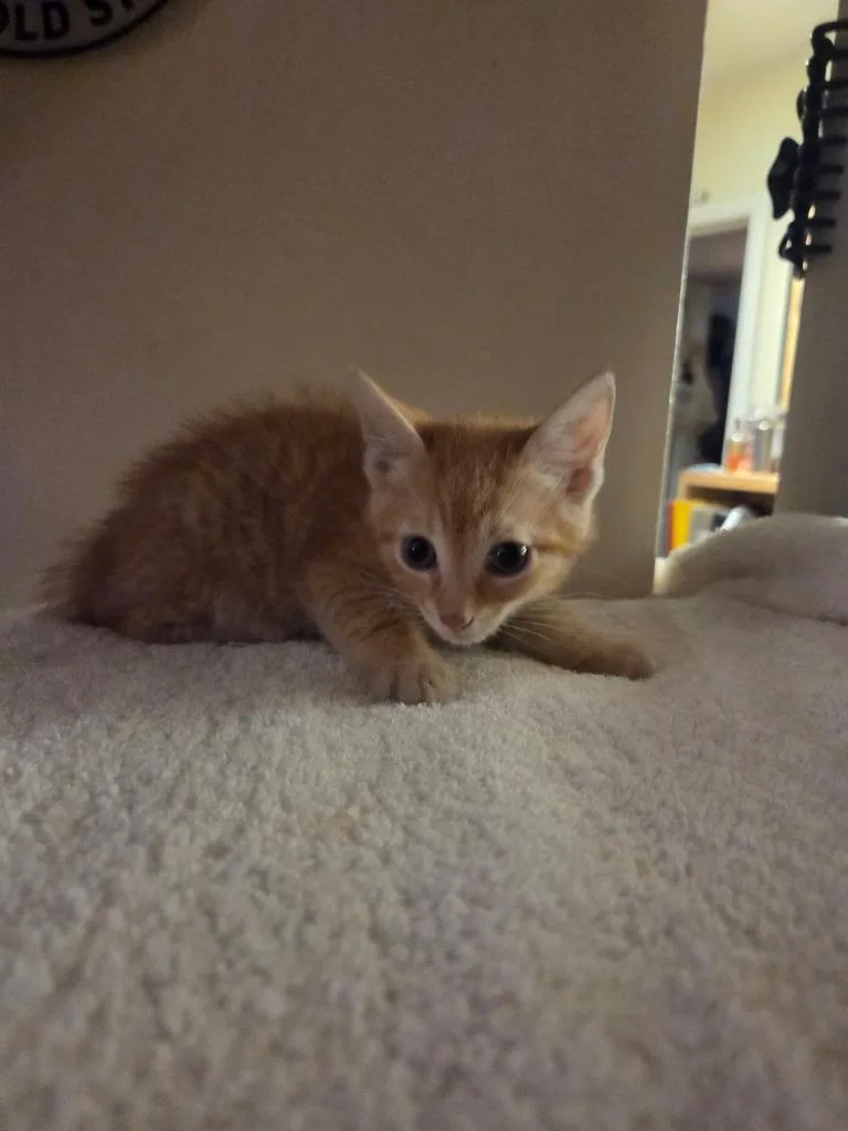 A baby medium-sized male Domestic Short Hair cat named Southern for adoption in Parkville, MD
