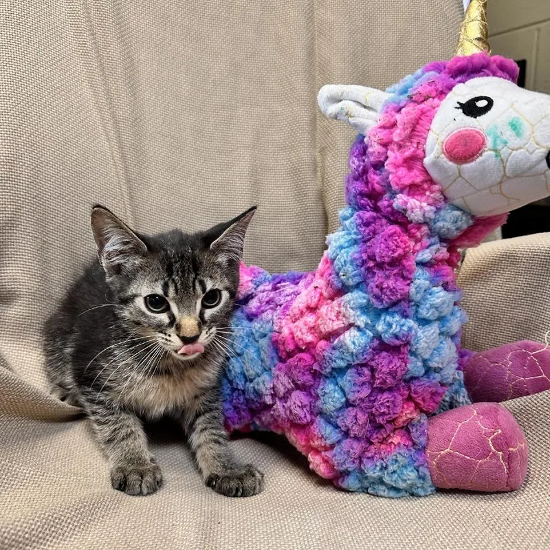 A baby small-sized male Gray / Blue / Silver Domestic Short Hair cat named Phantom for adoption in Columbus, NC