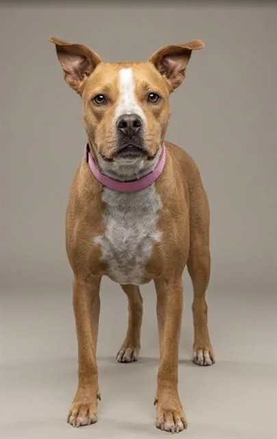 An adult medium-sized female Mixed Breed dog named Katniss Everdeen for adoption in Jacksonville, FL