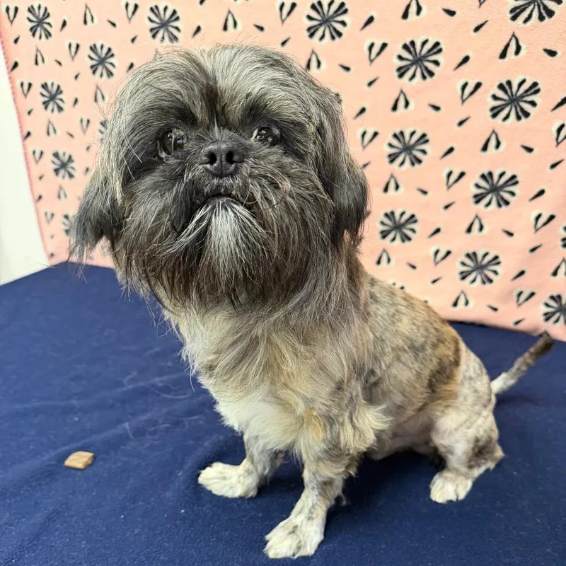 An adult small-sized male Gray / Blue / Silver Shih Tzu dog named Cookie Monster for adoption in Bryan, TX