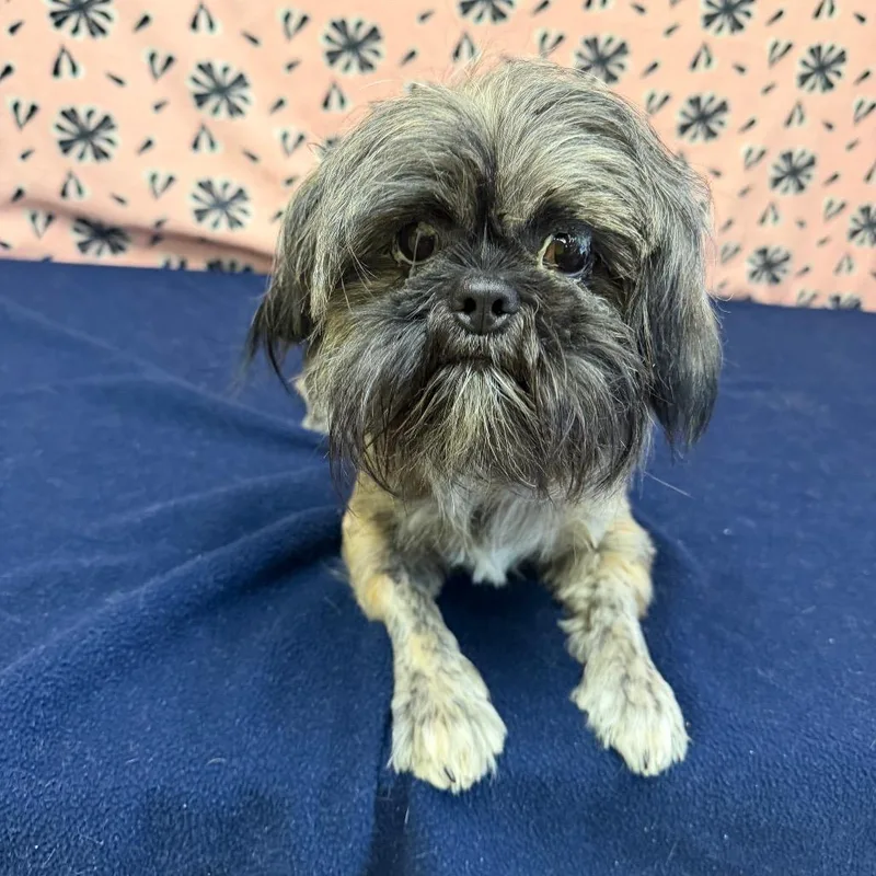 Cookie Monster thumbnail 2