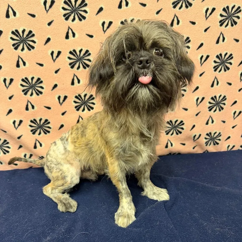 Cookie Monster thumbnail 3