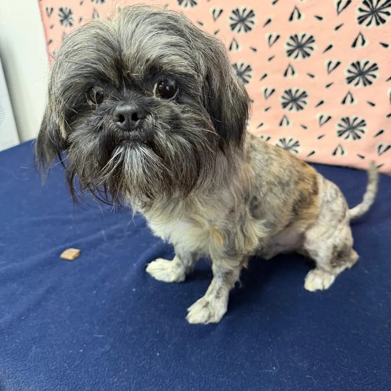 Cookie Monster thumbnail 4