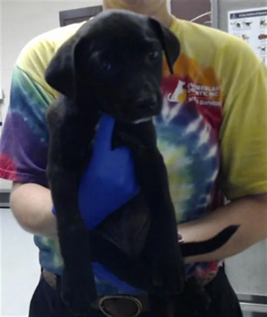 A baby small-sized female Labrador Retriever dog named A for adoption in Fayetteville, NC