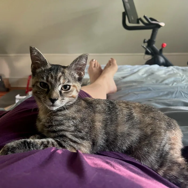 A baby medium-sized female Black Domestic Short Hair cat named Hannah and Tori for adoption in Hopkinton, MA